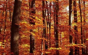 Herbstferien Praxis Dr. Hauser